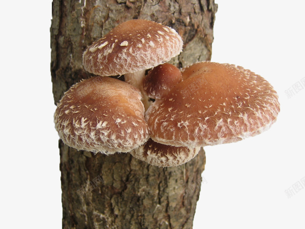 长在树干上的蘑菇png免抠素材_新图网 https://ixintu.com 果蔬 树干 植物 蘑菇 食材