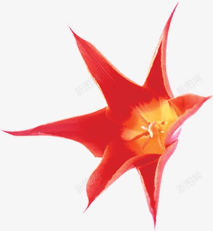 效果海报卡通花朵红色png免抠素材_新图网 https://ixintu.com 卡通 效果 海报 红色 花朵 设计