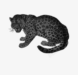 动物手绘黑白花豹素材