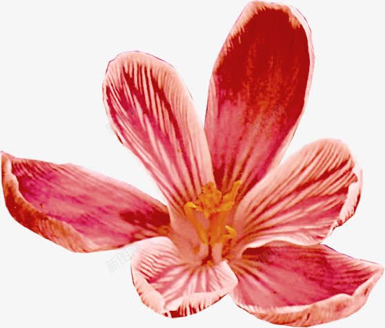 红色花朵装饰png免抠素材_新图网 https://ixintu.com 红色花朵 花艺 装饰