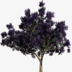 紫色花朵树木植物素材