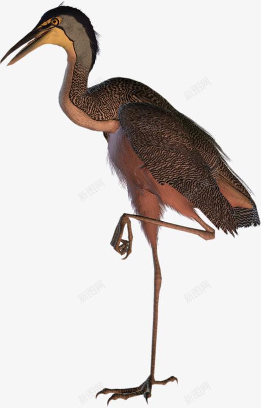 单腿站立的鸟png免抠素材_新图网 https://ixintu.com png素材 单腿鸟 站着的鸟 鸟