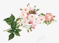 手绘粉色清新花朵植物素材