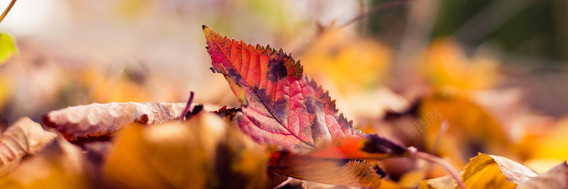 秋季落叶风景摄影31背景