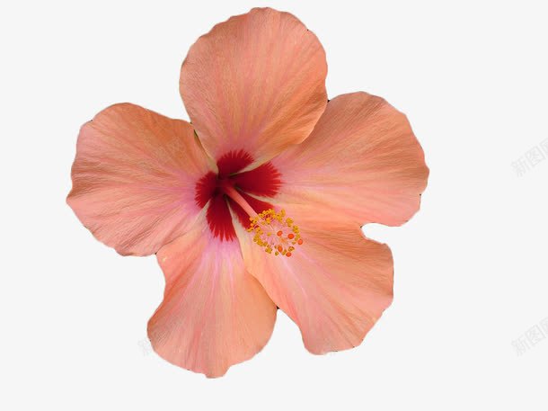 粉色木槿花png免抠素材_新图网 https://ixintu.com 木槿 植物 粉色 花卉