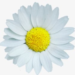 摄影白色花朵效果素材