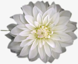 白色多层花朵创意素材
