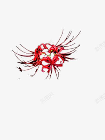 手绘红色复古花朵装饰png免抠素材_新图网 https://ixintu.com 复古 红色 花朵 装饰