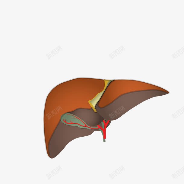 手绘的肝脏png免抠素材_新图网 https://ixintu.com 五脏 手绘 肝脏