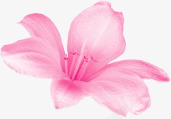 粉色纹理花朵装饰素材