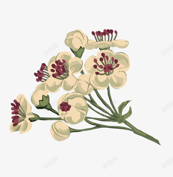 白色的梨花png免抠素材_新图网 https://ixintu.com PNG图形 PNG装饰 梨花 植物 花朵 装饰