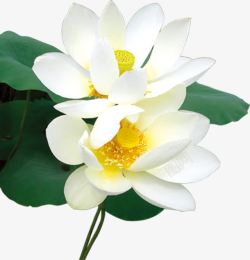 白色荷花花朵装饰素材