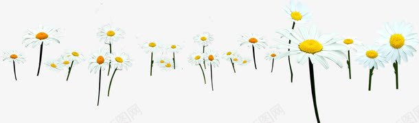 效果植物白色花朵png免抠素材_新图网 https://ixintu.com 效果 植物 白色 花朵