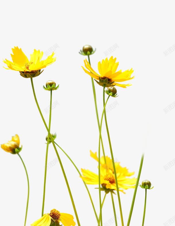 黄色花卉现代风景海报png免抠素材_新图网 https://ixintu.com 海报 现代 花卉 风景 黄色