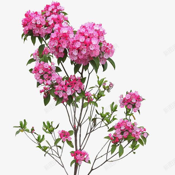 粉色鲜花png免抠素材_新图网 https://ixintu.com 植物 清新花朵 花朵 花树