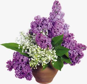唯美紫色白色花朵png免抠素材_新图网 https://ixintu.com 白色 紫色 花朵