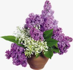 唯美紫色白色花朵素材