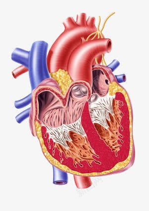 心脏解剖图png免抠素材_新图网 https://ixintu.com 器官 血管 逼真
