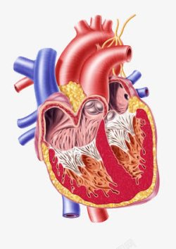 逼真血管心脏解剖图高清图片
