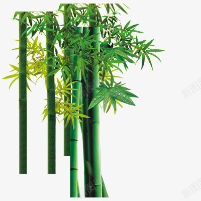 翠竹png免抠素材_新图网 https://ixintu.com 植物 绿色 花卉