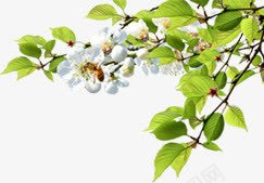 春天白色树枝花朵png免抠素材_新图网 https://ixintu.com 春天 树枝 白色 花朵