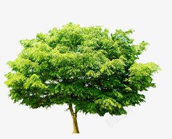 繁茂绿色树木素材