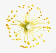 黄色可爱花朵植物素材
