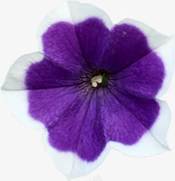 蓝紫花装饰png免抠素材_新图网 https://ixintu.com 紫花 花卉 花朵 野花