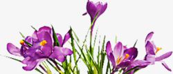 紫色梦幻花纹花朵素材