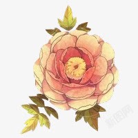 手绘粉色玫瑰花朵装饰素材