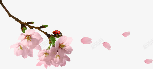 桃花与虫png免抠素材_新图网 https://ixintu.com 春天 花 虫