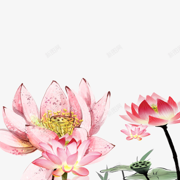 荷花psd免抠素材_新图网 https://ixintu.com 中秋 唯美 荷花 荷花唯美 莲子