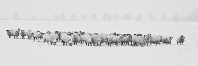 奖金羊羊雪地冬天绵羊羊群背景