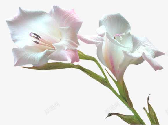 手绘白色红色花朵png免抠素材_新图网 https://ixintu.com 手绘 白色 红色 花朵