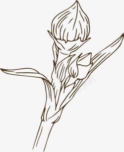 手绘枝芽手绘白描枝芽花骨朵插图高清图片