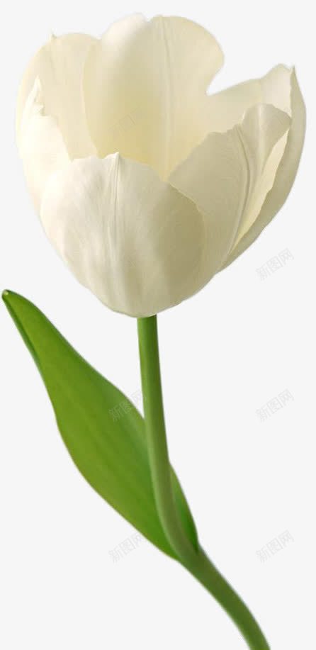 摄影白色的花朵花卉png免抠素材_新图网 https://ixintu.com 摄影 白色 花卉 花朵
