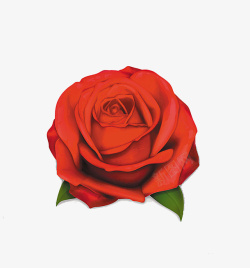 3D玫瑰花素材