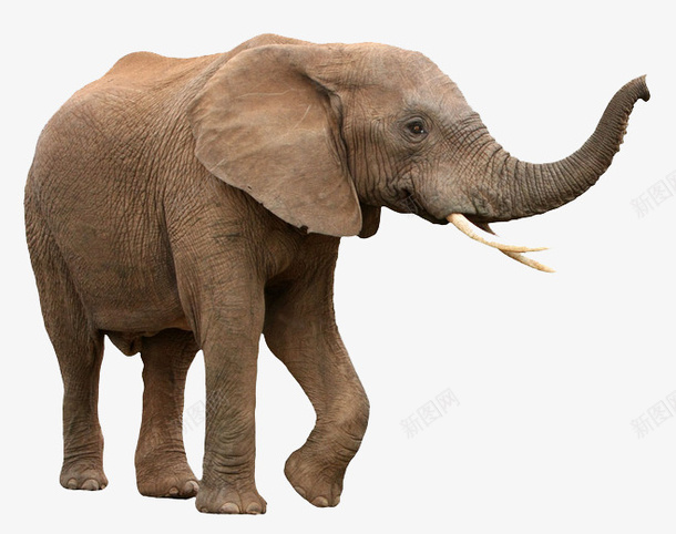 可爱大象陆地生物png免抠素材_新图网 https://ixintu.com 侧面大象 可爱 大象 孤独 摄影大象 泰国元素 草原大象 陆地生物 非洲