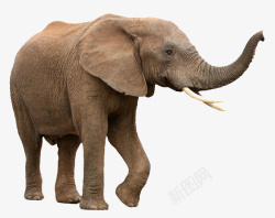 孤独可爱大象陆地生物高清图片