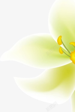 白色花朵植物效果素材