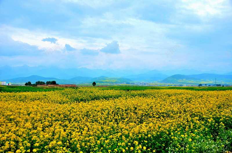 盛开的门源油菜花jpg设计背景_新图网 https://ixintu.com 摄影 盛开 门源油菜花 风景