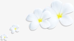 白色花卉教育素材