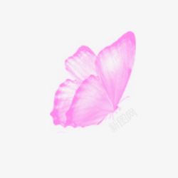 紫色蝴蝶素材