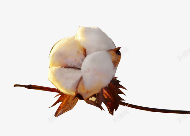 精梳棉棉花一朵png免抠素材_新图网 https://ixintu.com 棉花 植物 精梳棉 精梳棉棉花 花朵