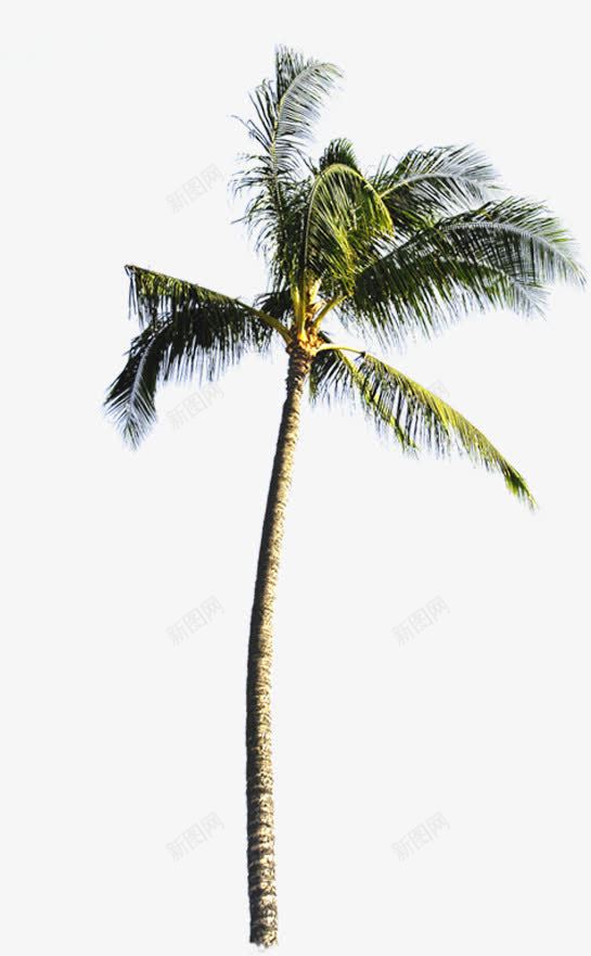 北风吹动的椰子树png免抠素材_新图网 https://ixintu.com 北风 吹动 椰子树