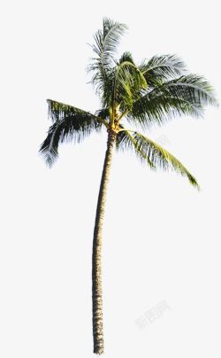 北风吹动的椰子树素材