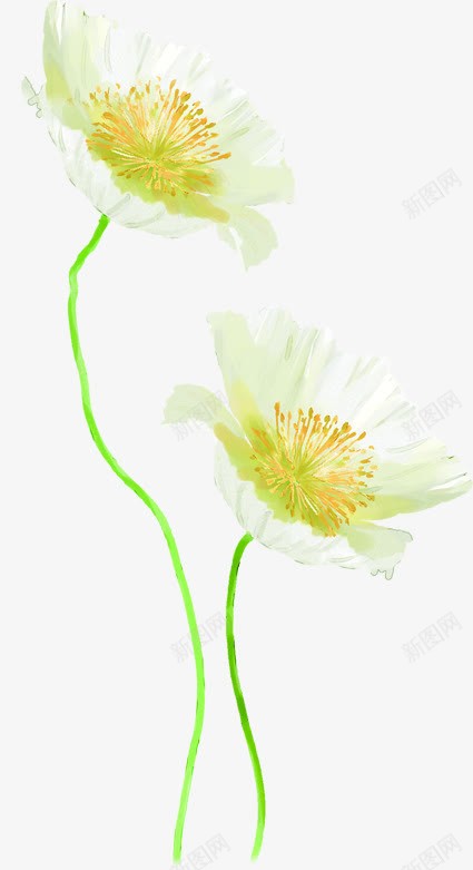 白色植物花朵小清新png免抠素材_新图网 https://ixintu.com 植物 清新 白色 花朵