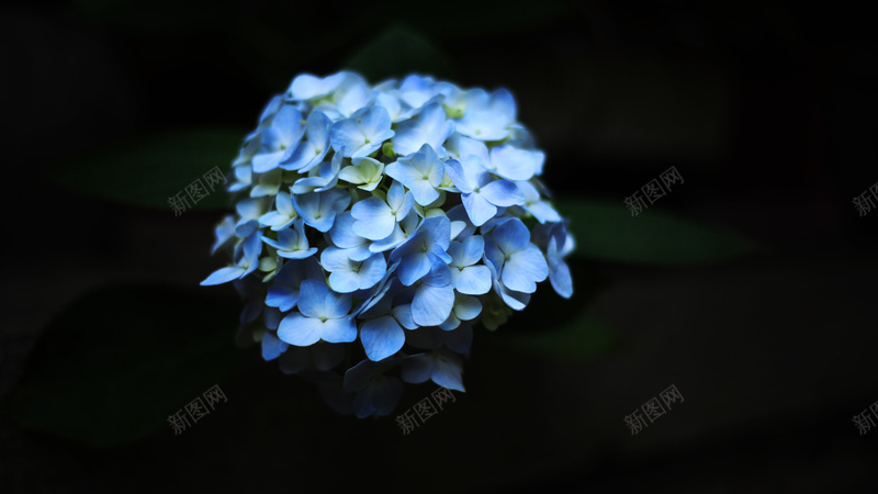 蓝色的绣球花二jpg设计背景_新图网 https://ixintu.com 植物 绣球 美 花卉