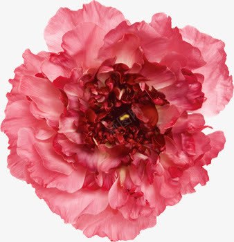 红色植物花朵效果png免抠素材_新图网 https://ixintu.com 效果 植物 红色 花朵 设计