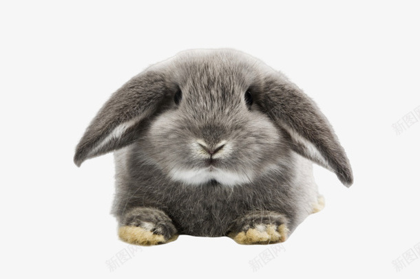 可爱小巧的兔兔png免抠素材_新图网 https://ixintu.com 兔子 动物 可爱 灰色兔子